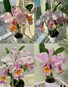 Cattleya Eva Fabula Rosada(C.schroederae x C.aurea) и Cattleya Zephyr(schroederae x dowiana)